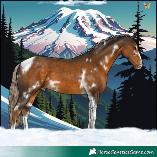 Horse Color:White Spotted Chocolate Palomino Tobiano Frame