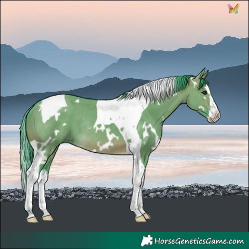 Horse Color:Watercolor White Spotted Brown Dun Splash Tobiano Rabicano