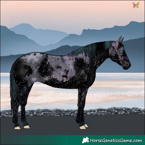 Horse Color:Void Watercolor White Spotted Brown Dun Splash Tobiano Rabicano 