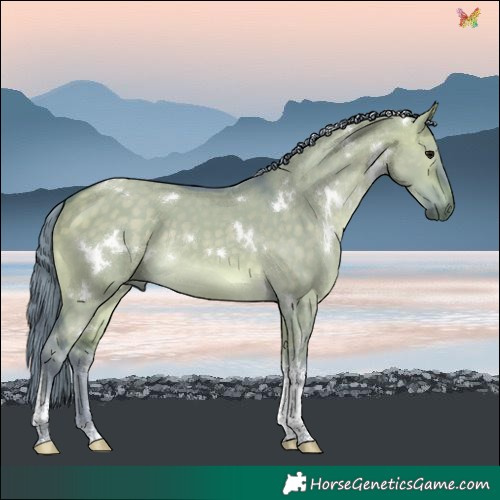 Horse Color:Watercolor White Spotted Buckskin Dun Tobiano Rabicano