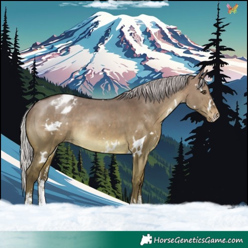 Horse Color:White Spotted Silver Brown Dun Sabino Blanket Rabicano 