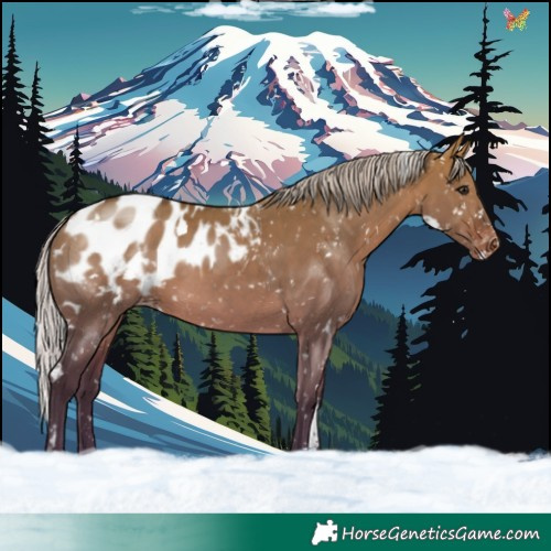 Horse Color:White Spotted Silver Brown Dun Blanket Rabicano 
