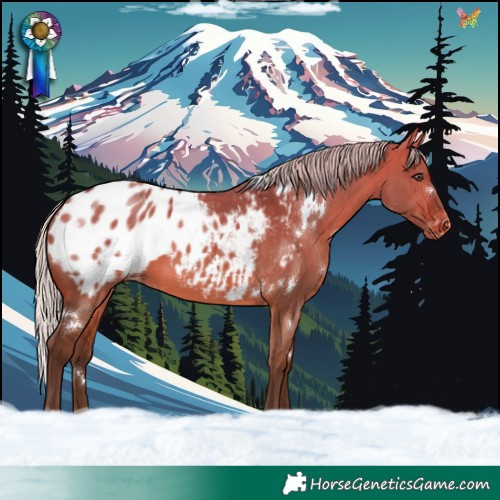 Horse Color:White Spotted Silver Bay Dun Blanket Rabicano