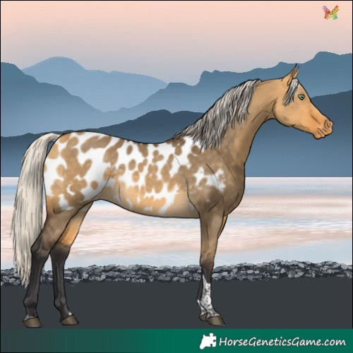 Horse Color:Silver Buckskin Dun Tobiano Near Leopard Rabicano