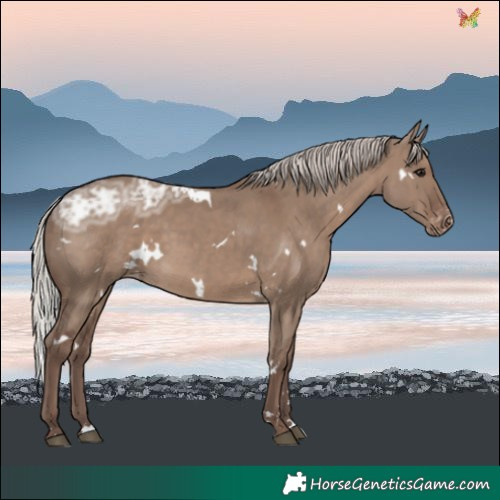 Horse Color:White Spotted Silver Grullo Ice Varnish Rabicano 