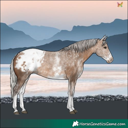 Horse Color:White Spotted Silver Brown Dun Tobiano Blanket Rabicano