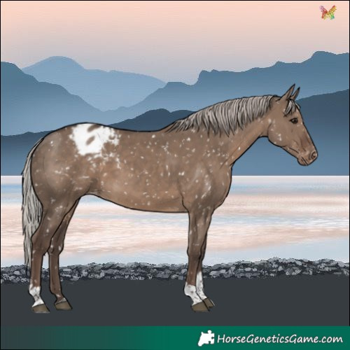 Horse Color:Silver Grullo Tobiano Blanket Rabicano
