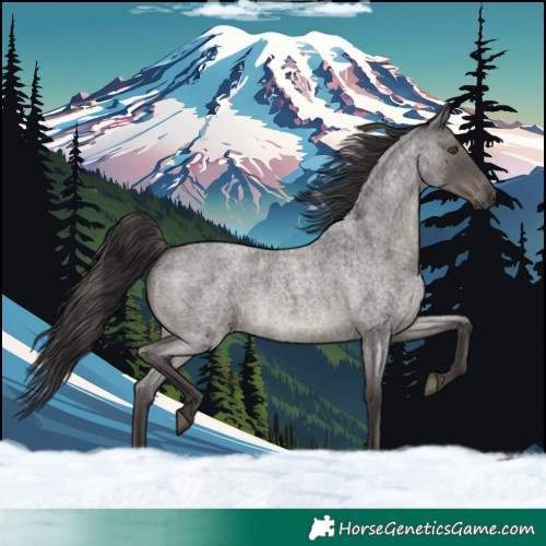 Horse Color:Smoky Blue Roan Rabicano