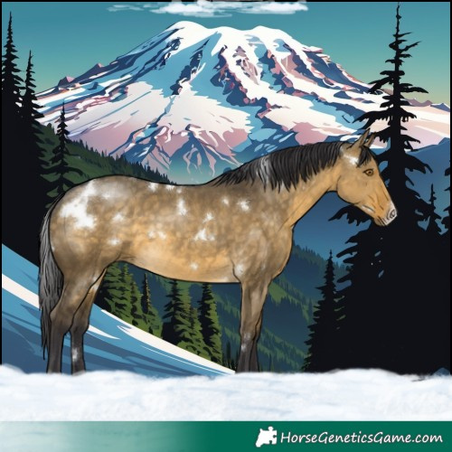 Horse Color:White Spotted Buckskin Dun Frame Rabicano