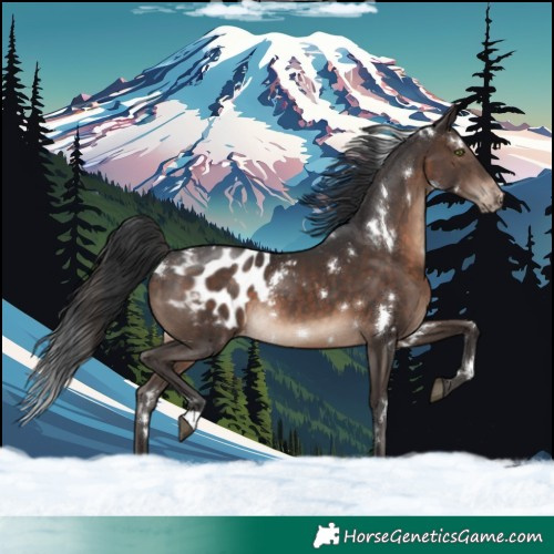 Horse Color:White Spotted Brown Blanket Rabicano
