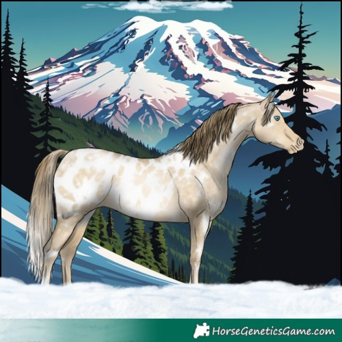 Horse Color:White Spotted Buckskin Pearl Dun Blanket