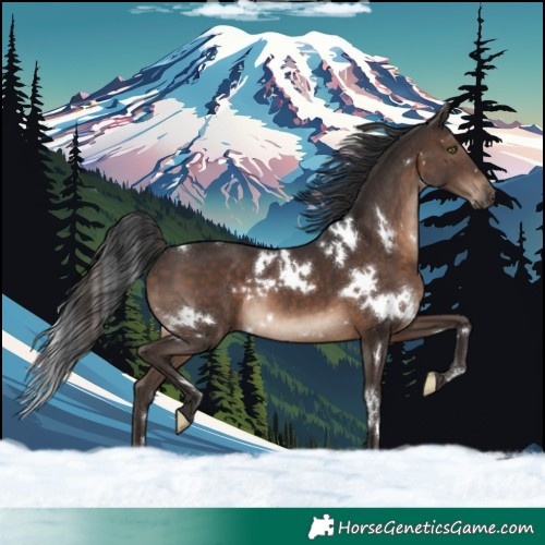 Horse Color:White Spotted Brown