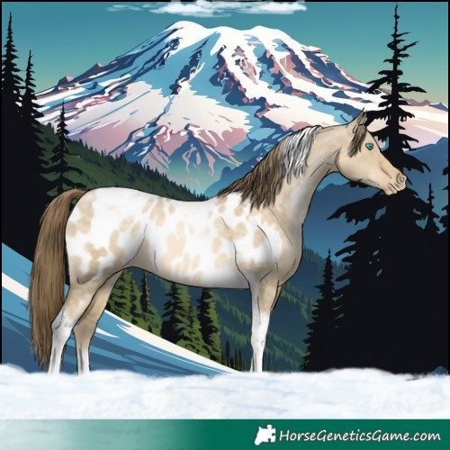 Horse Color:Buckskin Pearl Dun Tobiano Blanket