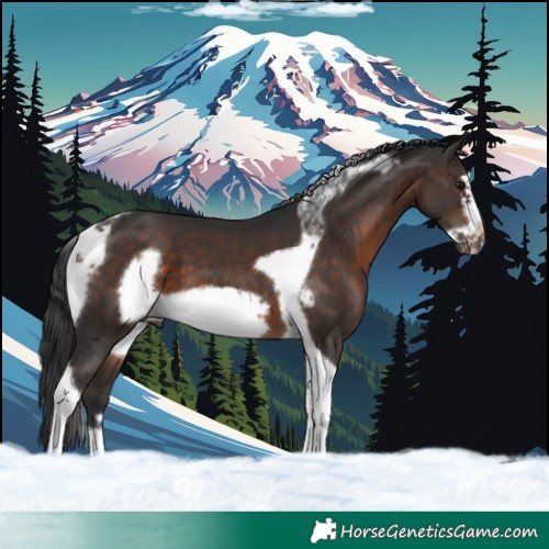 Horse Color:Brown Tobiano Frame 