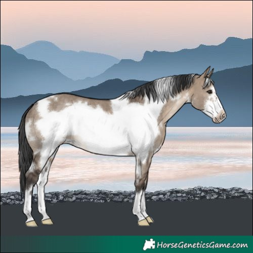 Horse Color:White Spotted Brown Dun Frame
