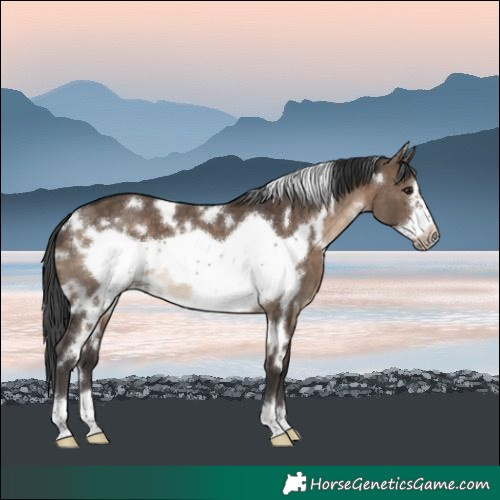 Horse Color:White Spotted Brown Dun Frame