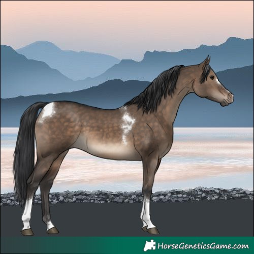 Horse Color:Brown Dun Tobiano
