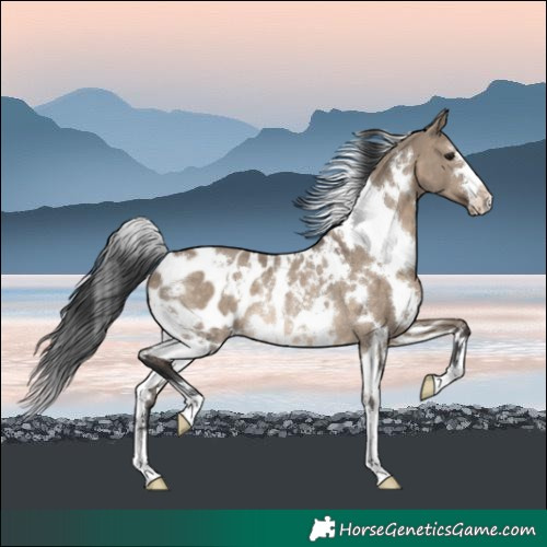 Horse Color:White Spotted Brown Dun Blanket Rabicano 