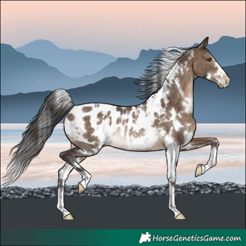 Horse Color:White Spotted Brown Dun Blanket Rabicano