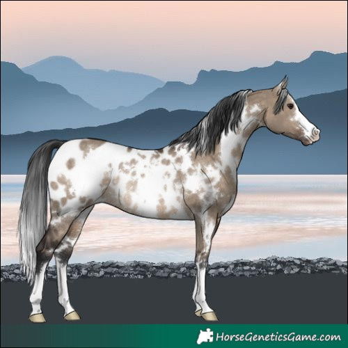 Horse Color:White Spotted Brown Dun Blanket Rabicano