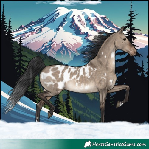 Horse Color:White Spotted Brown Dun Blanket Rabicano