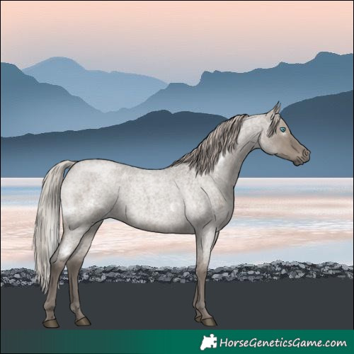 Horse Color:White Spotted Silver Grullo Roan Frame Rabicano 