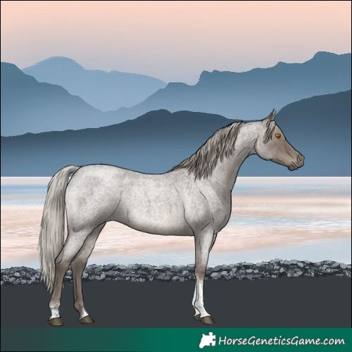 Horse Color:Silver Blue Roan Tobiano 