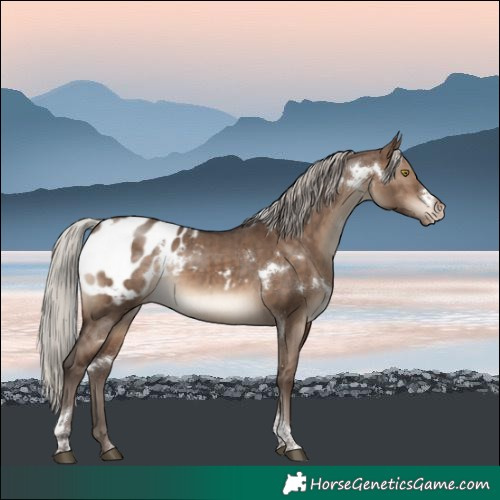 Horse Color:White Spotted Silver Brown Dun Tobiano Blanket Rabicano Brindle