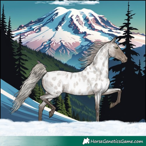 Horse Color:White Spotted Silver Grullo Roan Near Leopard Rabicano 