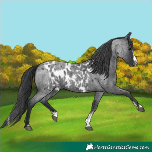 Horse Color:Blue Roan Sabino Splash and Blue Roan Sabino Splash Near Leopard