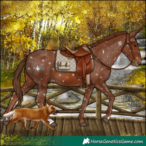 Horse Color:Chestnut Varnish