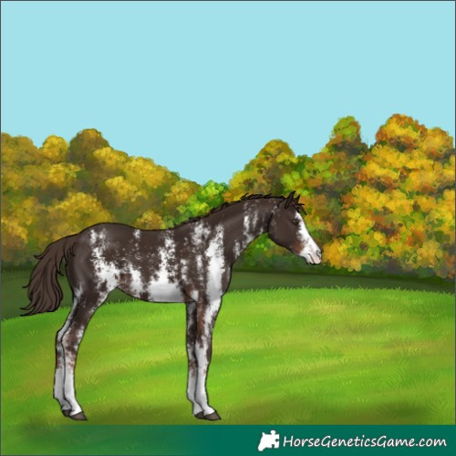 Horse Color:Liver Chestnut Sabino 