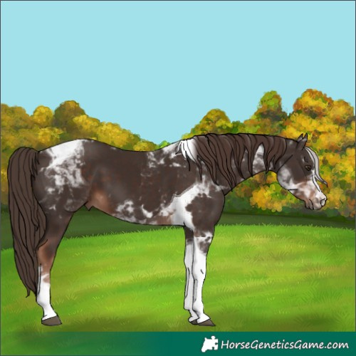 Horse Color:Liver Chestnut Tobiano