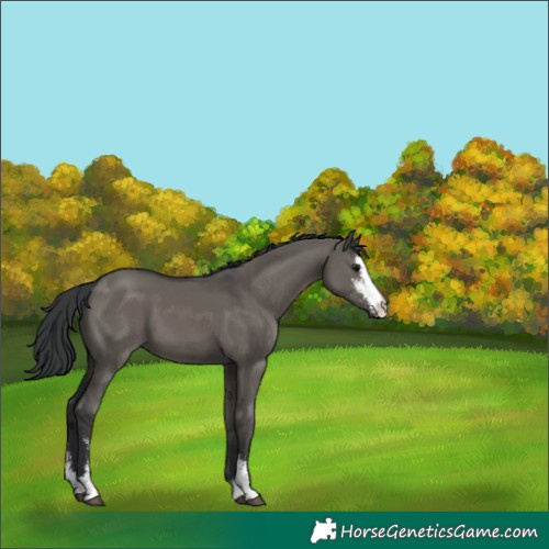 Horse Color:Grullo Sabino 