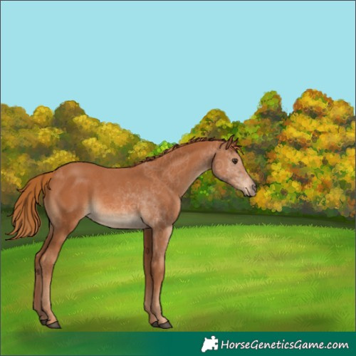 Horse Color:Chestnut 