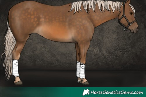 Horse Color:Chocolate Palomino