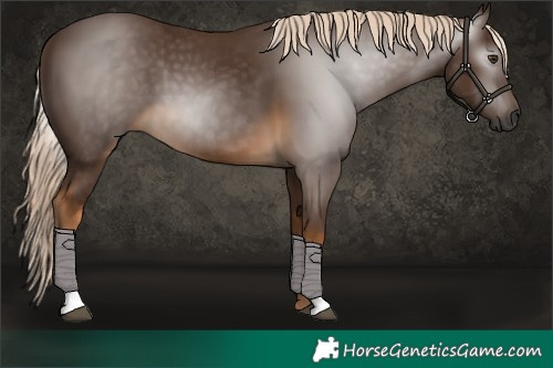 Horse Color:Gray Chocolate Palomino