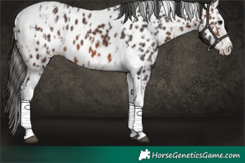 Horse Color:Brown Splash Tobiano Near Leopard and Brown Splash Tobiano Near Leopard