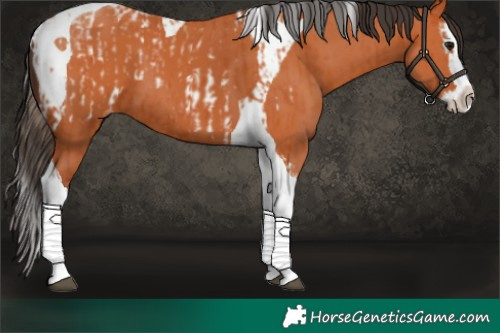 Horse Color:Bay Splash Tobiano Appaloosa  and Bay Splash Tobiano 