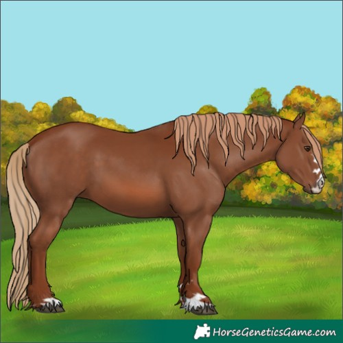 Horse Color:Chestnut 