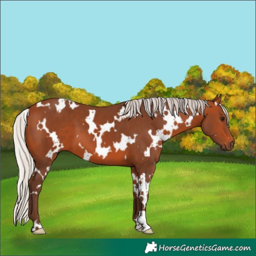 Horse Color:White Spotted Silver Bay