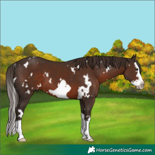 Horse Color:White Spotted Liver Chestnut Splash Frame