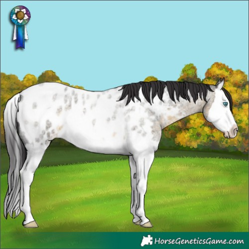 Horse Color:Buckskin Roan Splash Near Leopard