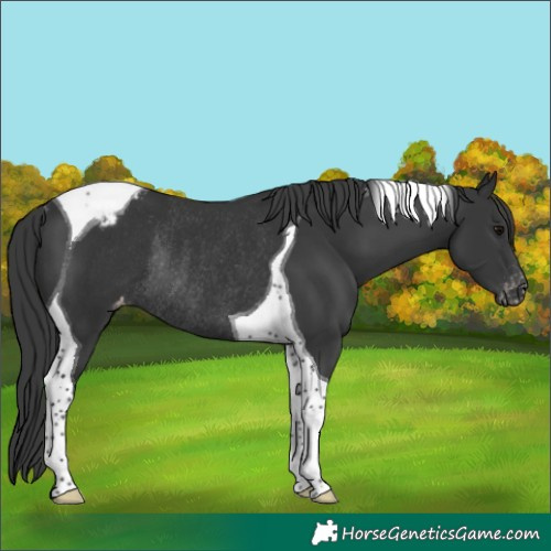 Horse Color:Black Tobiano Varnish Rabicano
