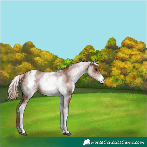 Horse Color:White Spotted Chestnut Rabicano 