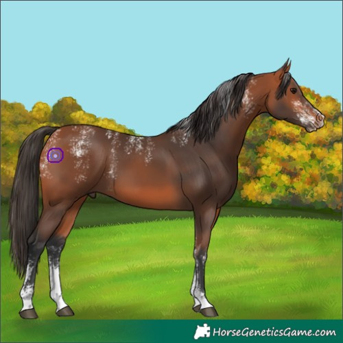 Horse Color:Powder White Bay 