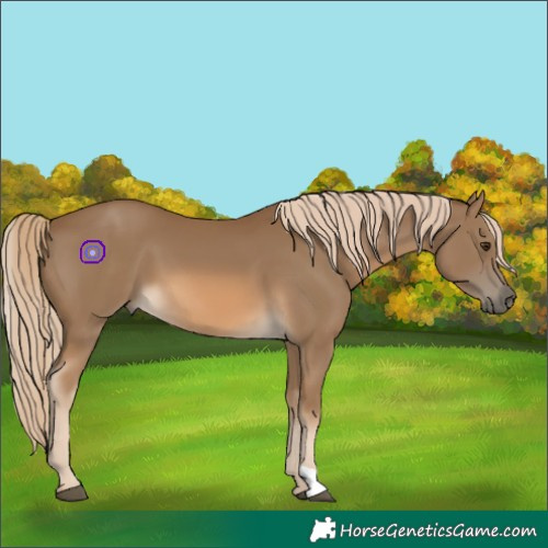 Horse Color:Chocolate Palomino 