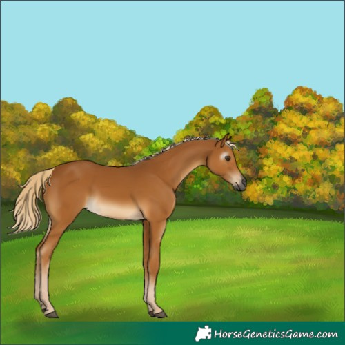 Horse Color:Gray Palomino Rabicano 