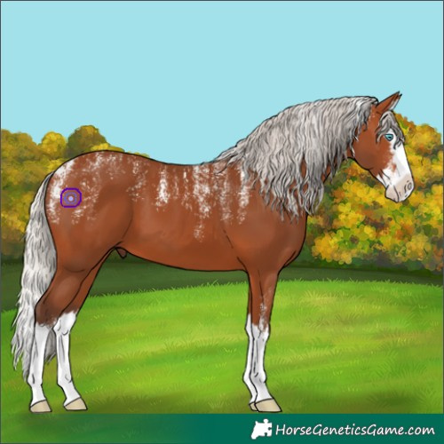 Horse Color:Powder White Silver Bay Splash 