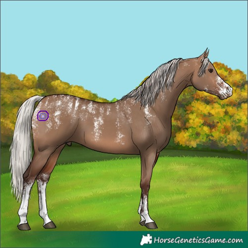 Horse Color:Powder White Silver Brown Dun 
